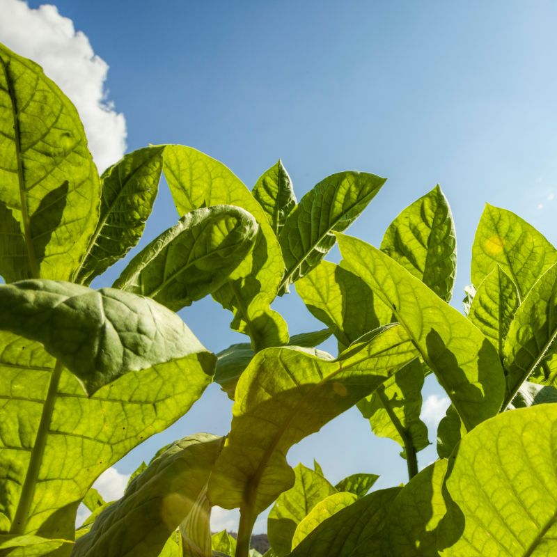 タバコリーフABS/Tobacco ABS/Nicotiana tabacum L