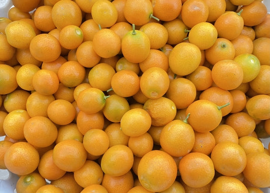 キンカン(金柑・きんかん)Kumquat(Fortunella japonica)