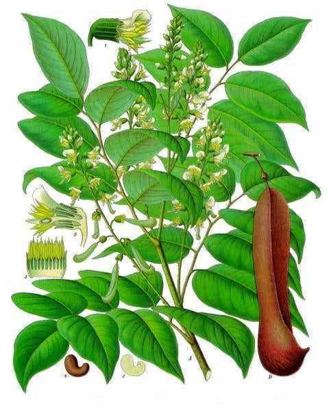 By Franz Eugen Köhler, Köhler's Medizinal-Pflanzen - List of Koehler Images, Public Domain, https://commons.wikimedia.org/w/index.php?curid=255472
