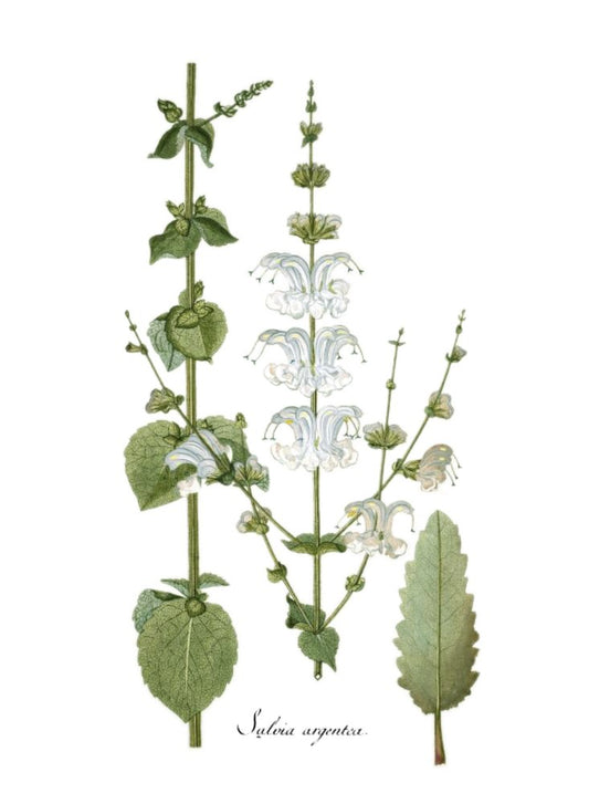 【国産】シルバーセージハイドロラット/Silver sage/Salvia argentea
