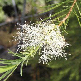 ティートゥリー/Tea tree/Melaleuca alternifolia – airoffragrance