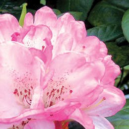 高山に咲く花が精油をとる種類のもの/香りは清楚で美しい/輸入をダイレクトにしたら金額下がりました~!