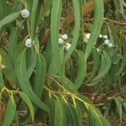 ユーカリプトスグロブルスBIO/Eucalyptus globulus/Eucalyptus globulus – airoffragrance