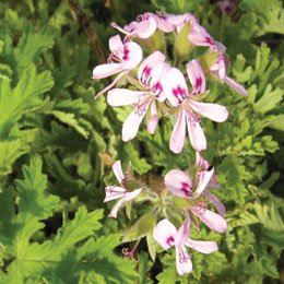 エジプト産のゼラニウムは産出量が多い/ブルボンとの違いは産地や成分で学名は同じ/困ったときのゼラ頼み。使いやすいオイル