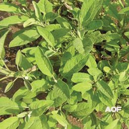 おいしそうな香りのソーセージの「セージ」/ヘアケア製品に入っていることがある/クラリセージとは別のセージです