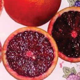 ブラッドオレンジ/Orange blood/Citrus sinensis – airoffragrance
