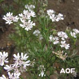 葉からの蒸留はシラントロという名前。これは、種子の蒸留/葉はパクチーのこと/呼び名がたくさんありますよ