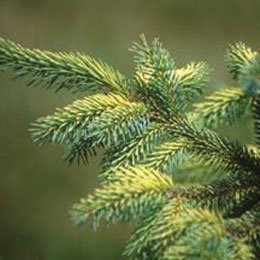 カナダ産のスプルースツリーの蒸留/清涼感、爽やかさがある森林系の香り/色の名前がついた精油が好き