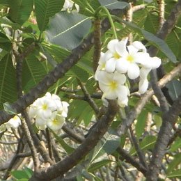 フランジパニCO2/Frangipani(Plumeria)CO2/Plumeria obtusa – airoffragrance