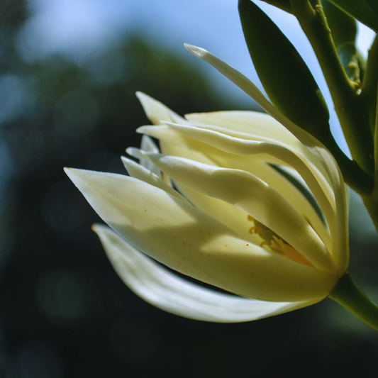 香水の裏側にある物語：あなたが知らない「喜びの木」チャンパカの5つの顔