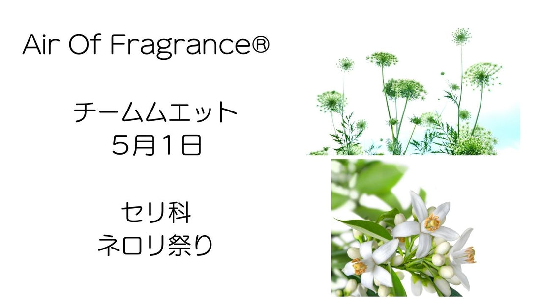５月１日のチームムエットはセリ科とネロリ祭りでした★
