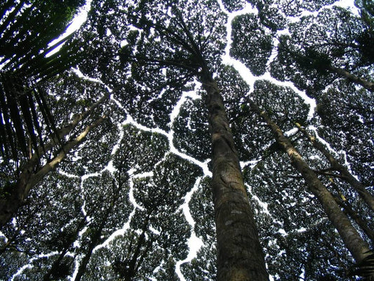 {{Information |Description={{en|1=Canopy of Dryobalanops Aromatica in Forest Research Center - Kuala Lumpur}} {{fr|1=Canopée de Dryobalanops Aromatica méttant en évedence le phénomène d'allélopathie}} |Source={{own}} |Author=[[User:Patrice78500|Pat