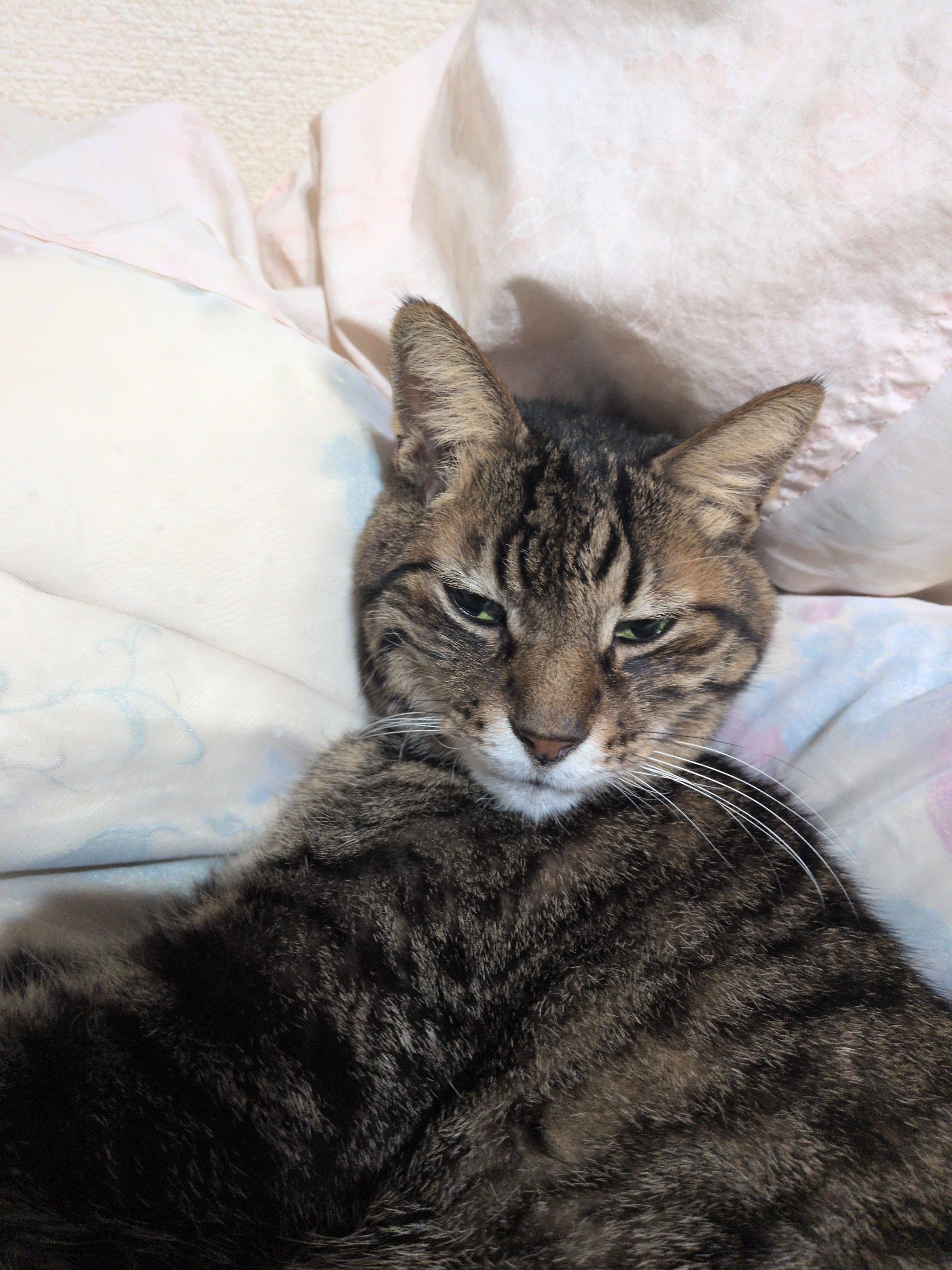 【猫吸いの魔力】なぜ猫のにおいをかぐと、あんなに心がやすらぐの？