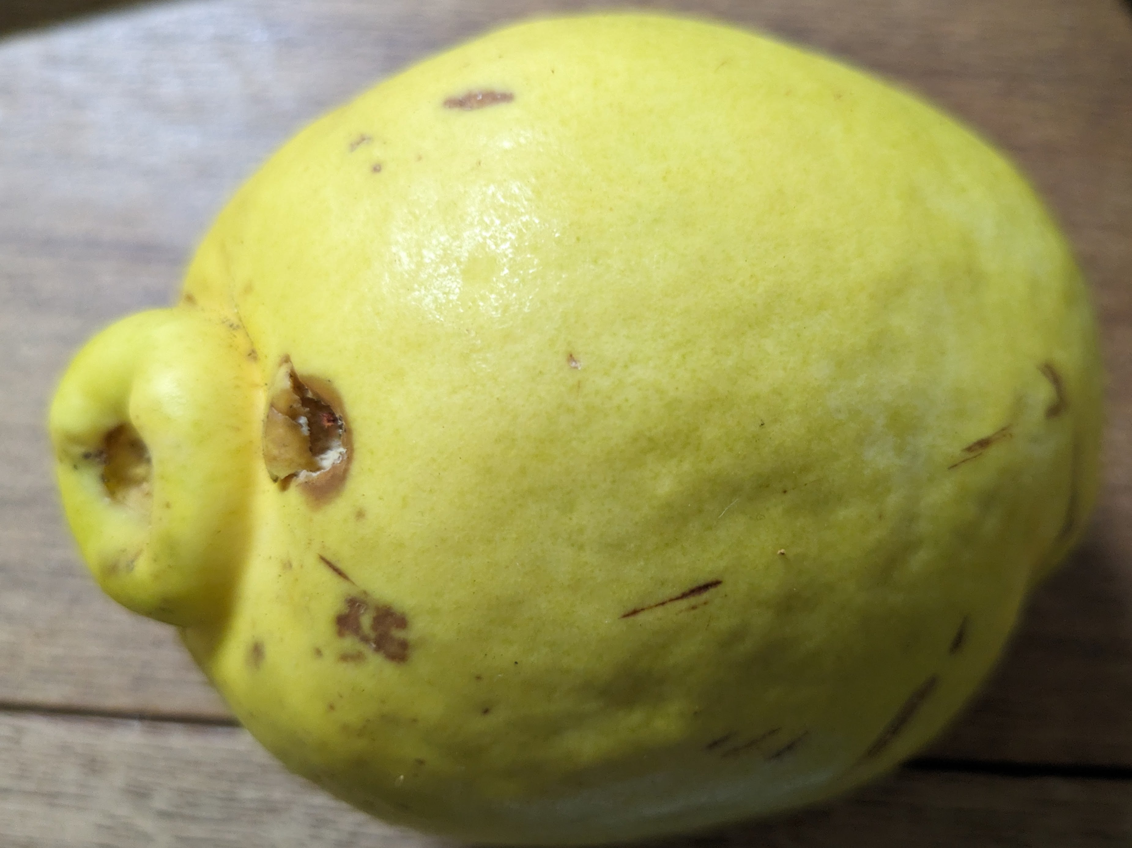 かりんをいただいた