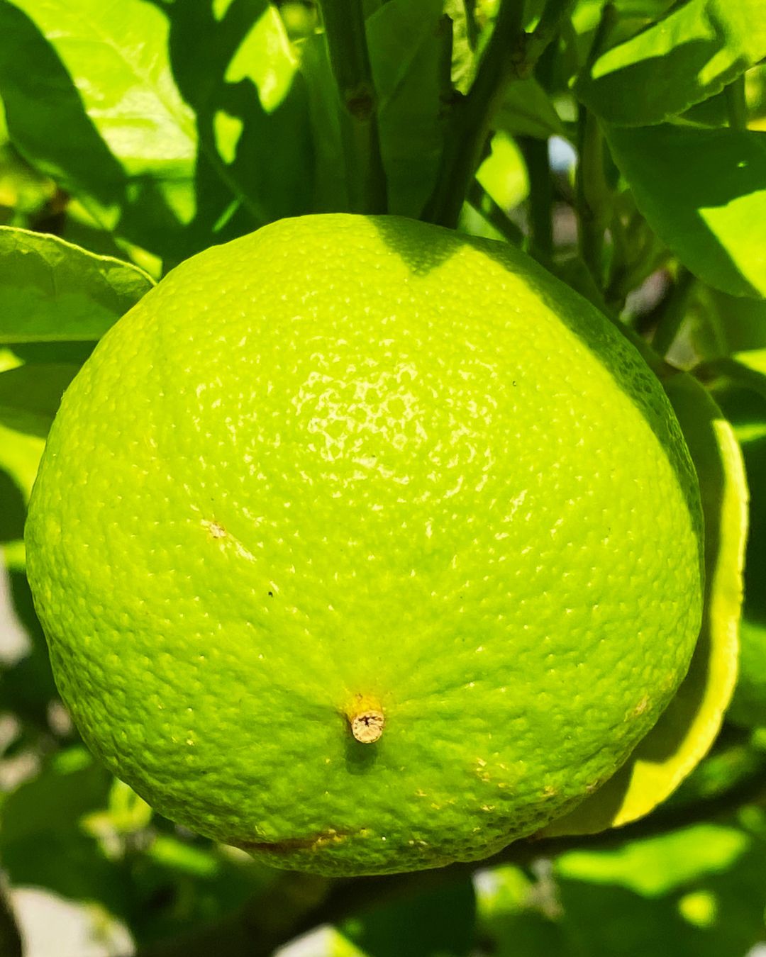 ベルガモットCO2/BergamoteCO2/Citrus bergamia