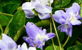 バイオレットリーフABS/Violet Leaf ABS/Viola Odorata