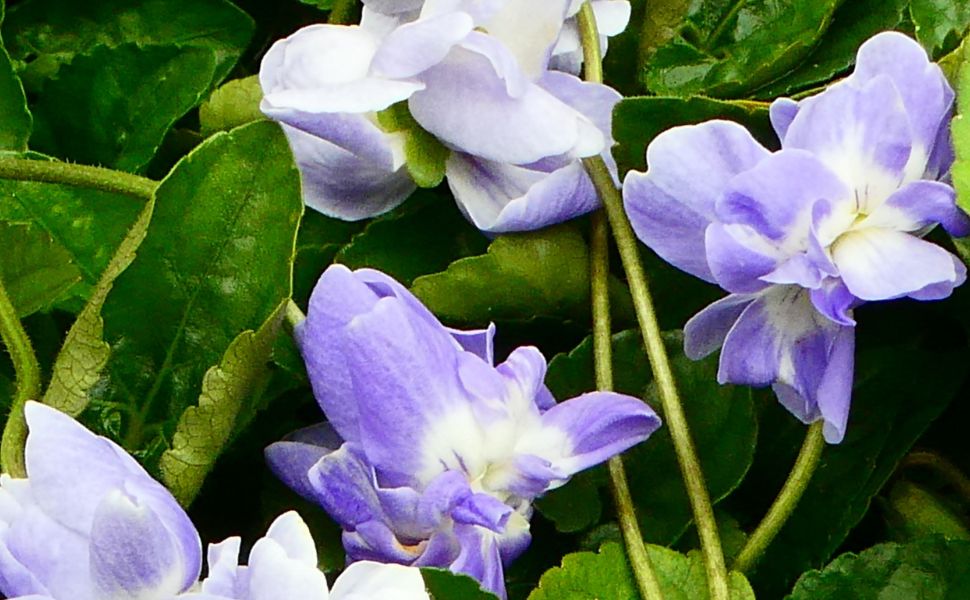 バイオレットリーフABS/Violet Leaf ABS/Viola Odorata