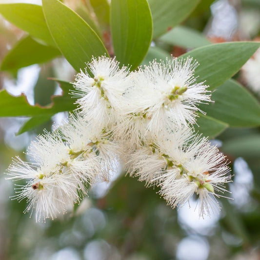 カユプテ/Cajeput/Melaleuca cajuputi