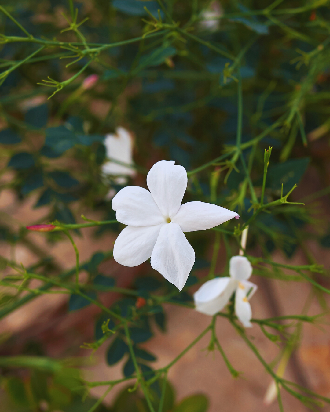 ジャスミンABS/Jasmin ABS/Jasminum grandiflorum