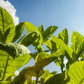 タバコリーフABS/Tobacco ABS/Nicotiana tabacum L