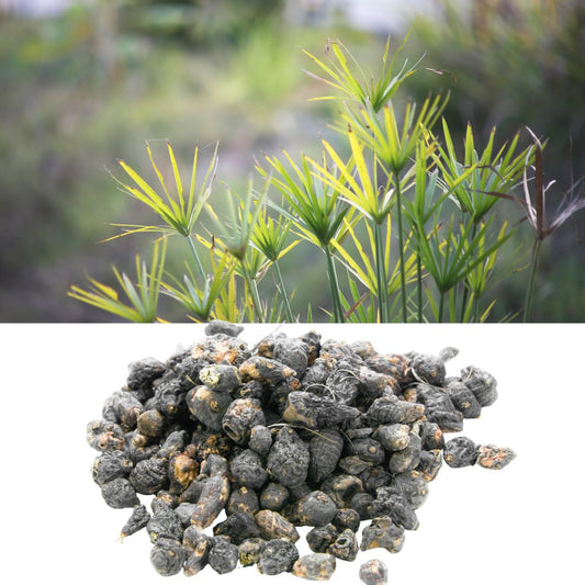 ナガルモタ（シプリオール）/Nagarmotha（Cypriol）/Cyperus Scariosus