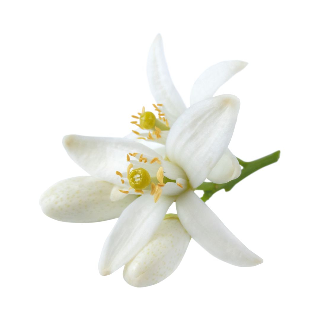 ネロリエジプト/Neroli Egypt/Citrus aurantium bigaradia