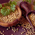 コリアンダー/Coriander seed/Coriandrum sativum