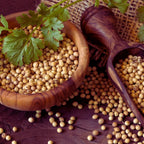 コリアンダー/Coriander seed/Coriandrum sativum