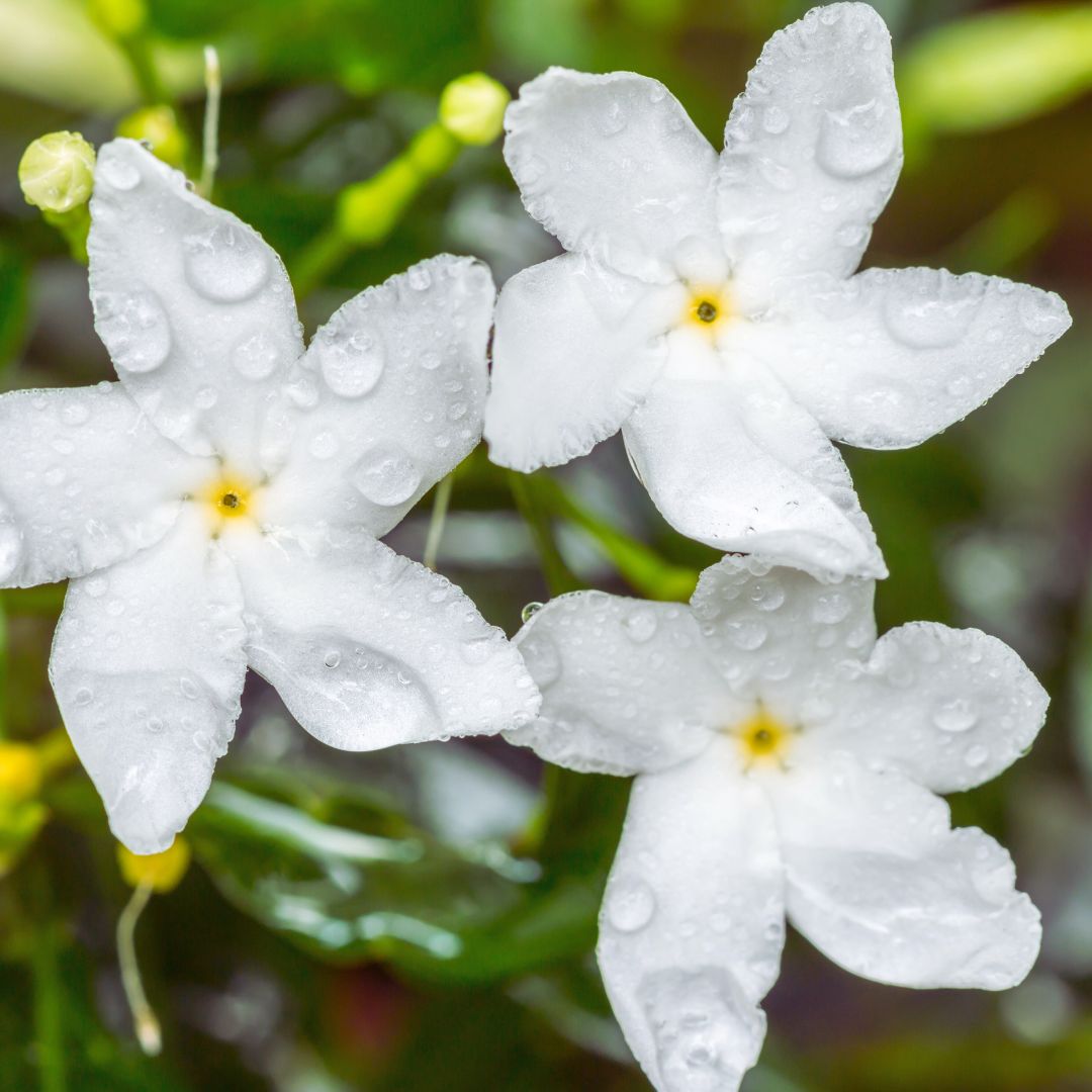 ジャスミンCO2/Jasmin CO2/Jasminum Grandiflorum