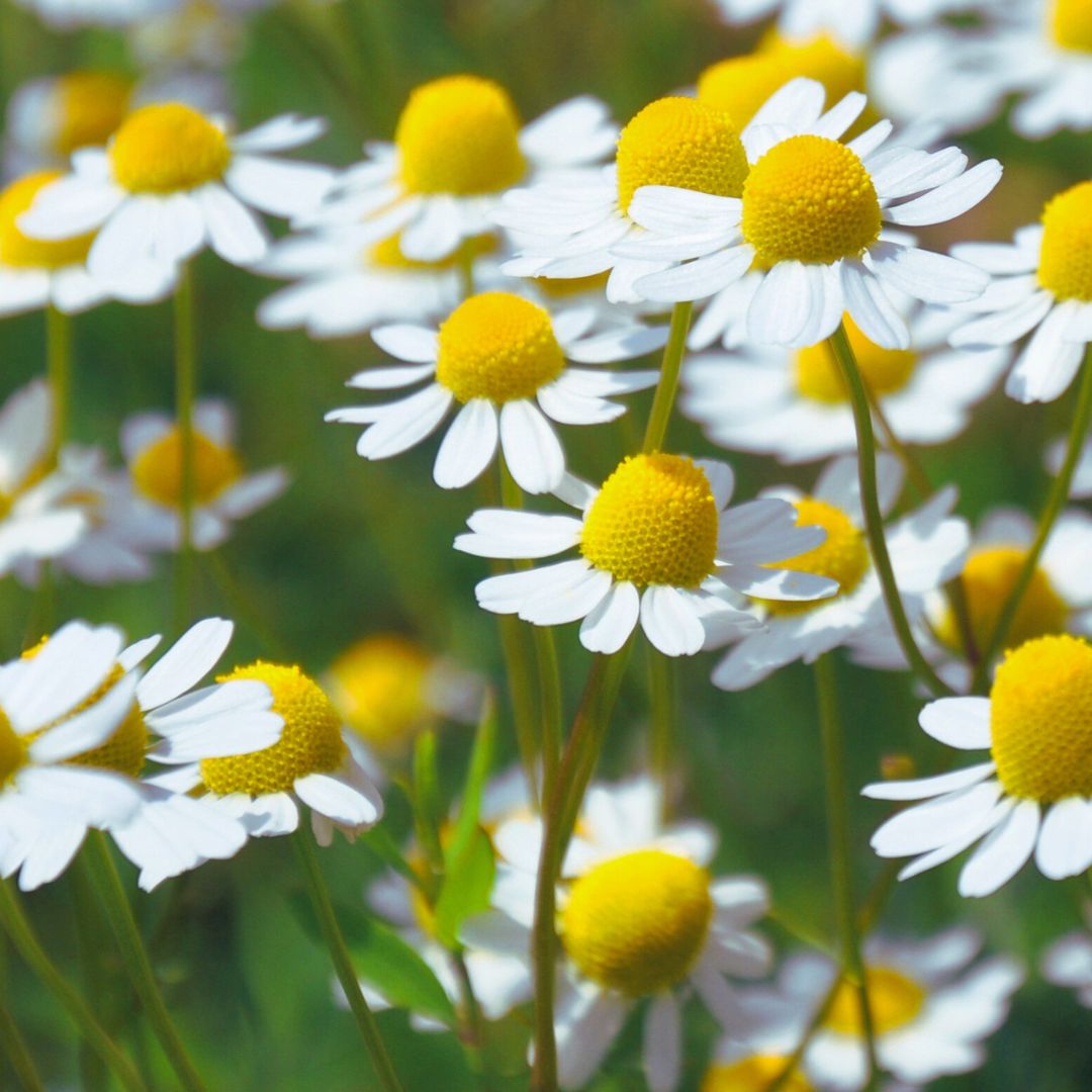 カモミールジャーマンブルー/Chamomile German Blue/Matricaria chamomilla