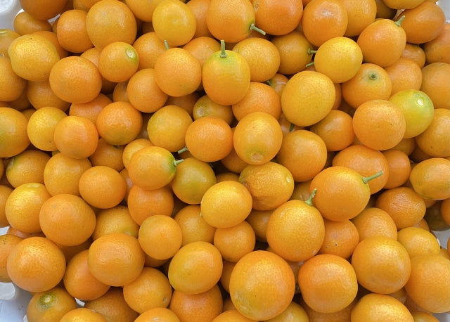 キンカン(金柑・きんかん)Kumquat(Fortunella japonica)