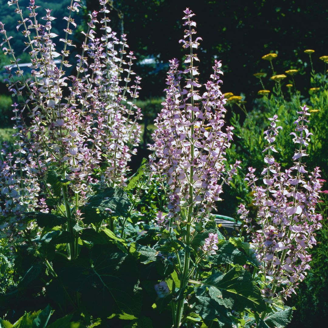 クラリセージBIO/Clary sage BIO/Salvia sclarea