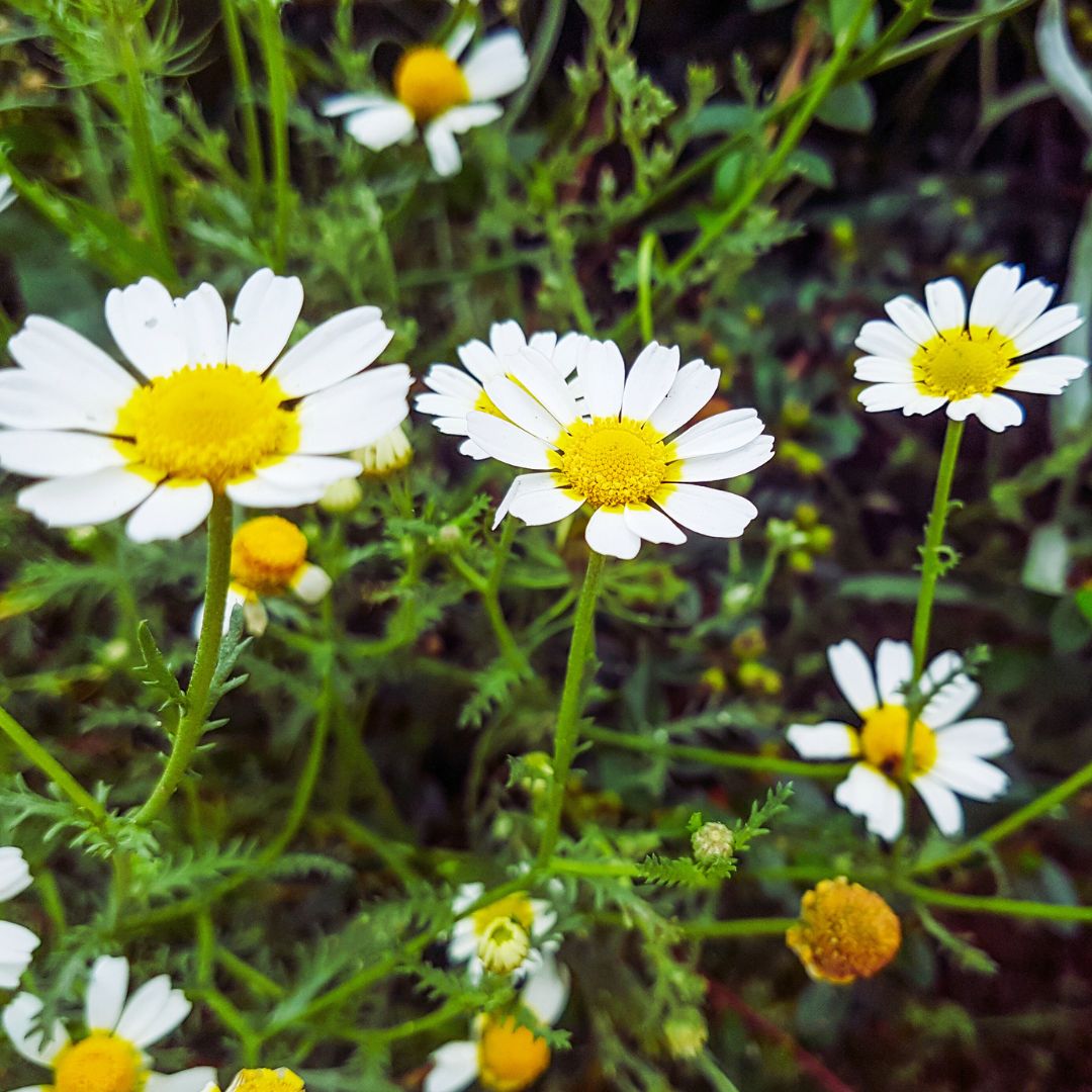 カモミールローマン/Chamomile Roman/Anthemis nobilis