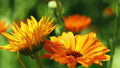 【国産】カレンデュラハイドロラット/Calendula/Calendula officinalis