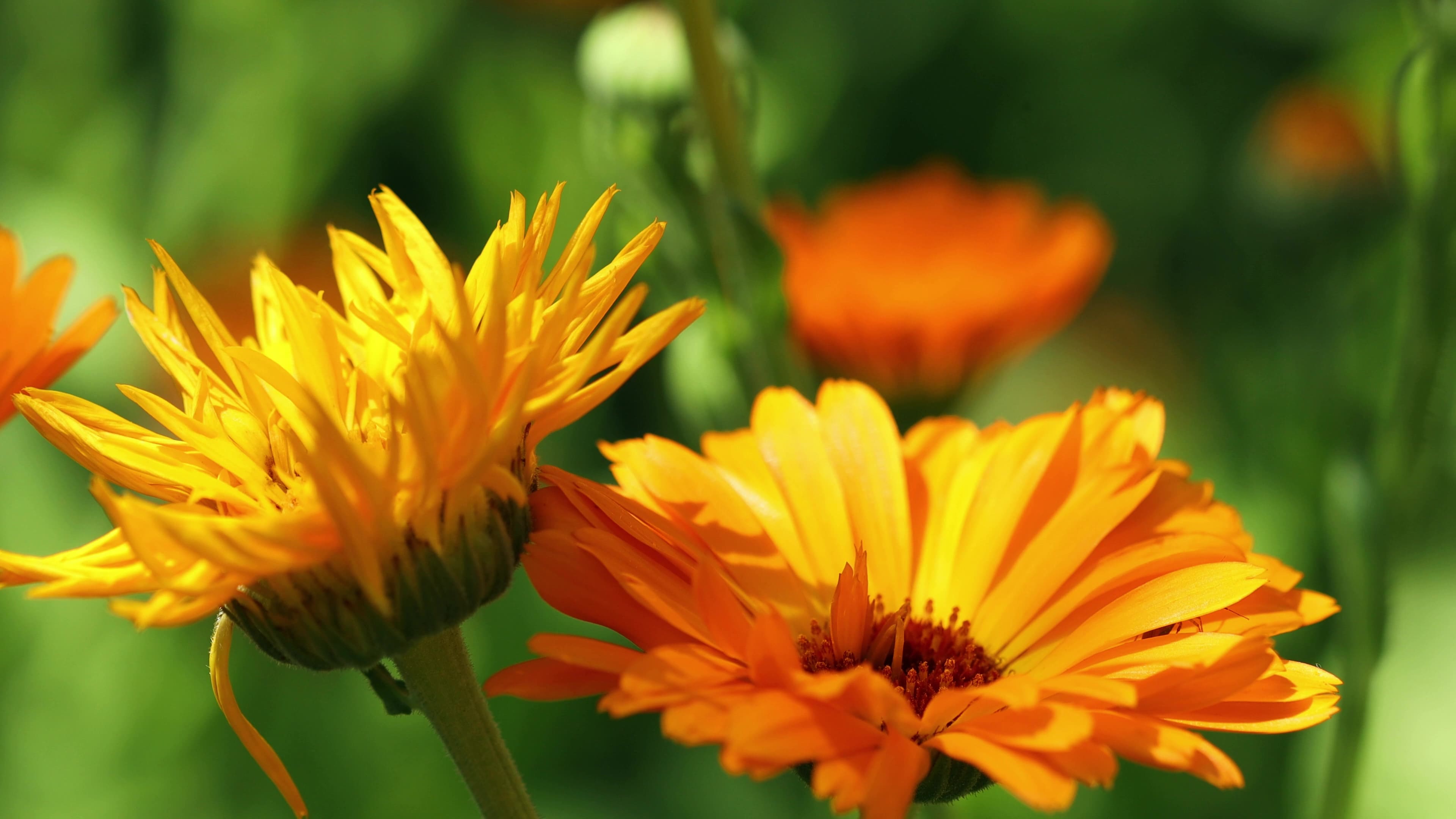 【国産】カレンデュラハイドロラット/Calendula/Calendula officinalis