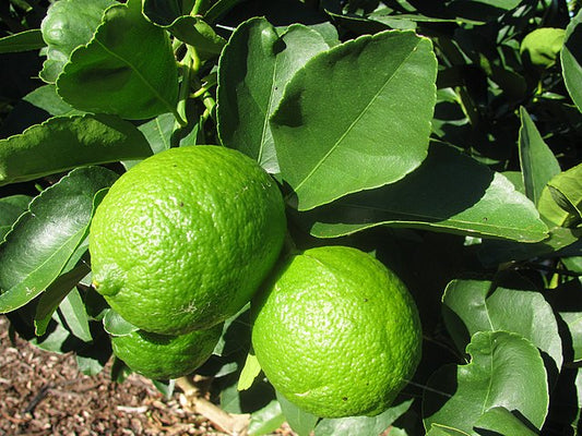 ペルシアンライム/Persian (Bearss) Lime/Citrus×latifolia