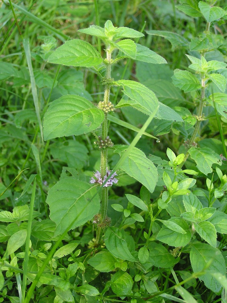 【国産】和ハッカハイドロラット/Japanese peppermint/Mentha canadensis