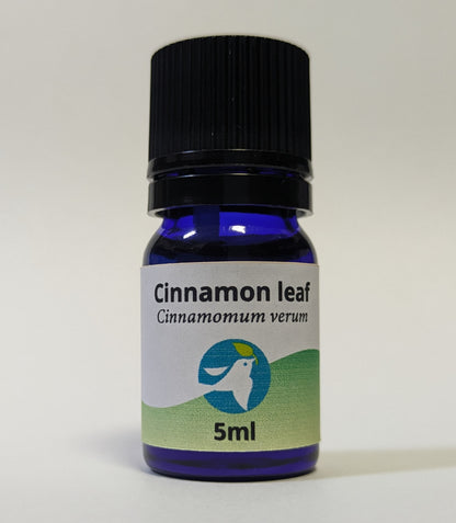 シナモン(葉)/Cinnamon leaf/Cinnamomum verum
