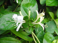 【国産】スイカズラハイドロラット/Honeysuckle/Lonicera japonica