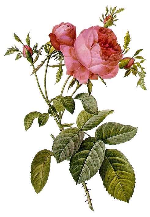 【国産】ケンチフォリアハイドロラット/Centifolia/Rosa × centifolia