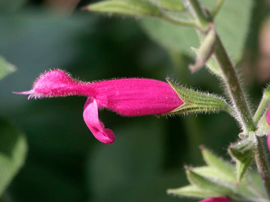 【国産】フルーツセージハイドロラット/Fruit sage/Salvia dorisiana
