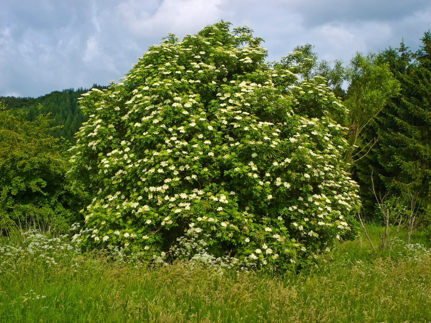 【国産】エルダーハイドロラット/Elderflower/Sambucus nigra