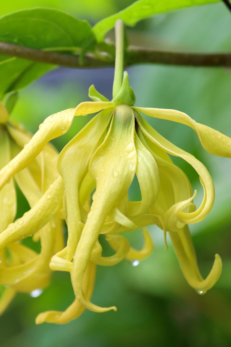 イランイラン1er/Ylang Ylang 1er/Cananga odorata