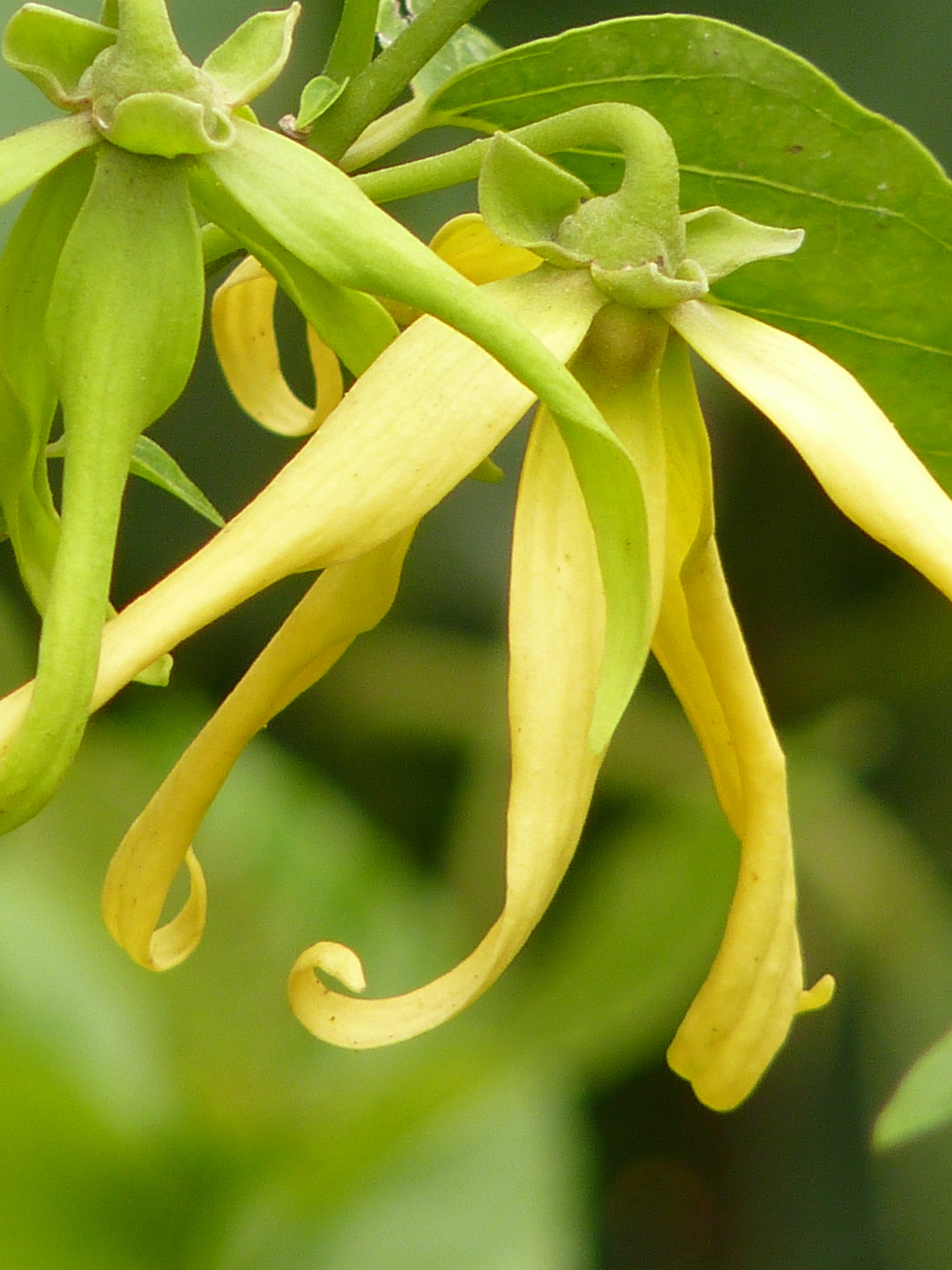 イランイランCO2/Ylang YlangCO2/Cananga odorata