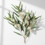 Eucalyptus Radiata
