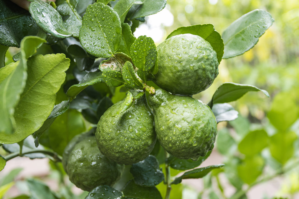 ベルガモットBIO/Bergamote/Citrus bergamia