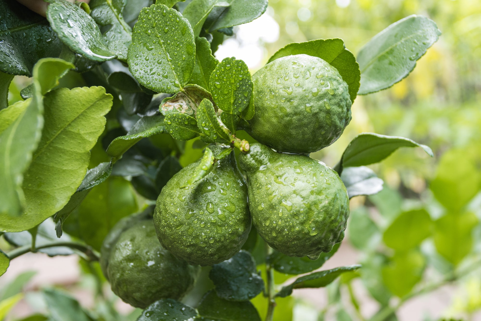 ベルガモットBIO/Bergamote/Citrus bergamia