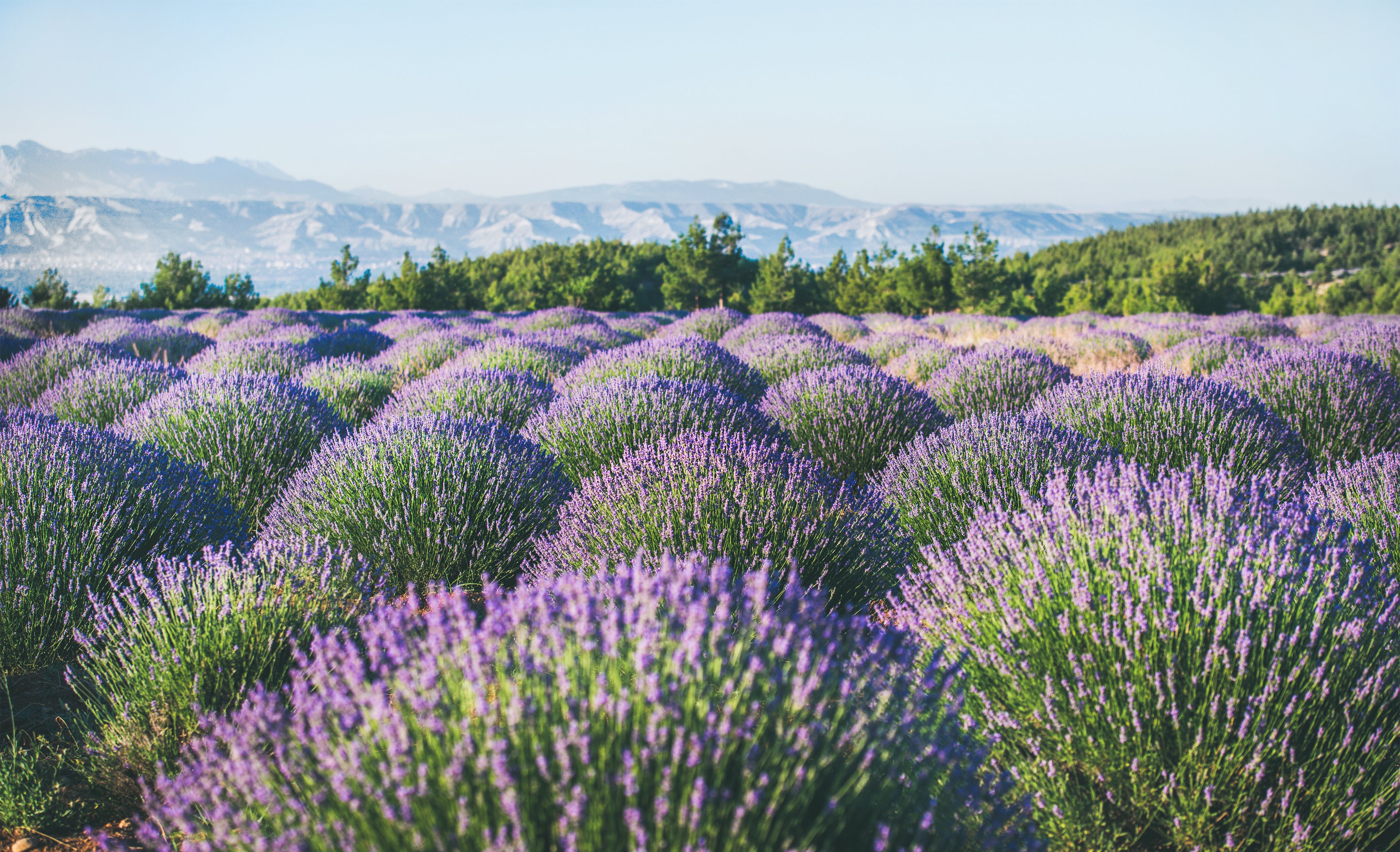 ラベンダートゥルーAOP/LavenderfineAOP/Lavandula angustifolia