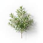 Tea Tree