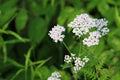 【国産】ヤロウハイドロラット/Yarrow/Achillea millefolium
